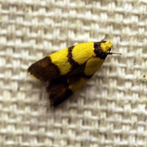 Heteroteucha translatella at O'Connor, ACT - 21 Feb 2018