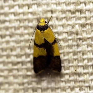 Heteroteucha translatella at O'Connor, ACT - 21 Feb 2018