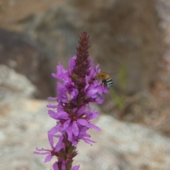 Amegilla sp. (genus) (Blue Banded Bee) at Acton, ACT - 22 Feb 2018 by Christine