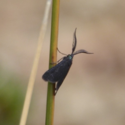 Pollanisus cyanota (A Forester moth (Procidinae)) at Acton, ACT - 22 Feb 2018 by Christine