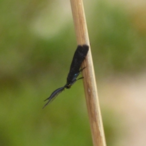 Pollanisus cyanota at ANBG - 22 Feb 2018 04:25 PM