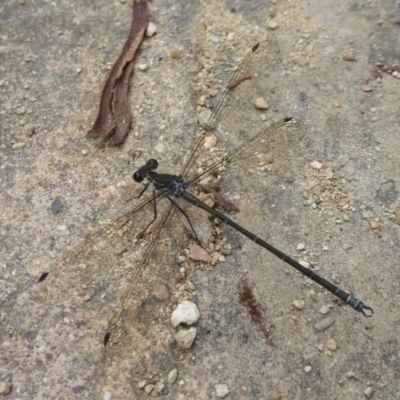 Austroargiolestes icteromelas (Common Flatwing) at Acton, ACT - 22 Feb 2018 by Christine