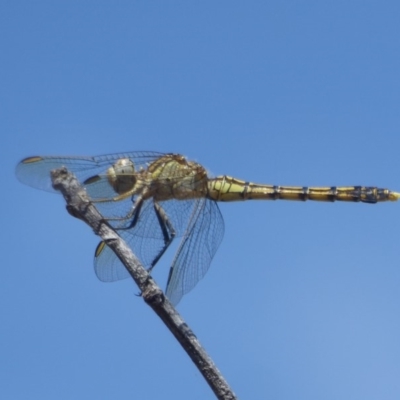 Orthetrum caledonicum (Blue Skimmer) at Amaroo, ACT - 23 Feb 2018 by Christine