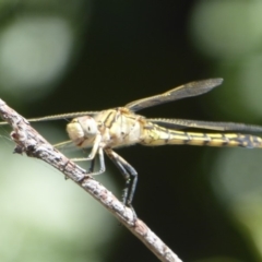 Orthetrum caledonicum at Amaroo, ACT - 23 Feb 2018 02:37 PM