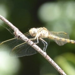 Orthetrum caledonicum at Amaroo, ACT - 23 Feb 2018 02:37 PM