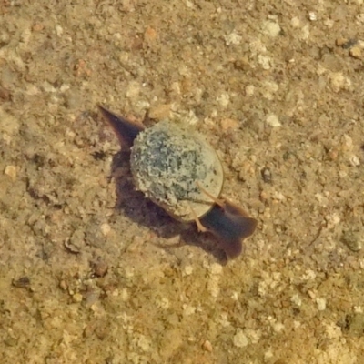 Gastropoda sp. (class) (Unidentified snail or slug) at Molonglo Valley, ACT - 25 Jan 2018 by galah681