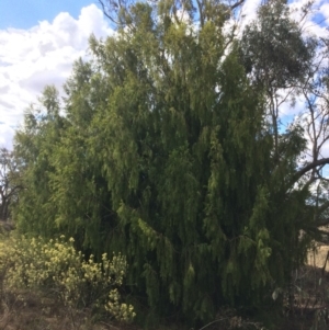 Exocarpos cupressiformis at Googong, NSW - 24 Feb 2018