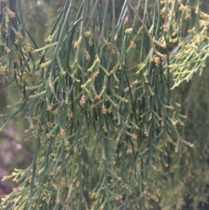 Exocarpos cupressiformis at Googong, NSW - 24 Feb 2018