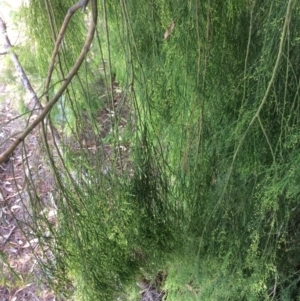 Exocarpos cupressiformis at Googong, NSW - 24 Feb 2018