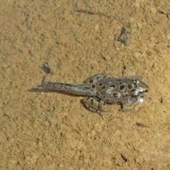 Limnodynastes tasmaniensis (Spotted Grass Frog) at Molonglo Valley, ACT - 25 Jan 2018 by galah681