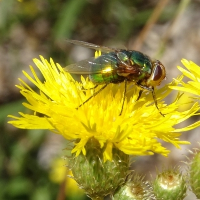 Rutilia sp. (genus) (A Rutilia bristle fly, subgenus unknown) at National Arboretum Forests - 1 Feb 2018 by galah681