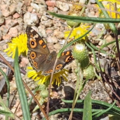 Junonia villida (Meadow Argus) at Molonglo Valley, ACT - 1 Feb 2018 by galah681