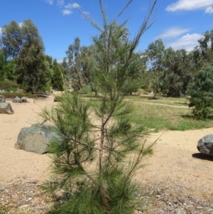 Allocasuarina luehmannii at Molonglo Valley, ACT - 1 Feb 2018