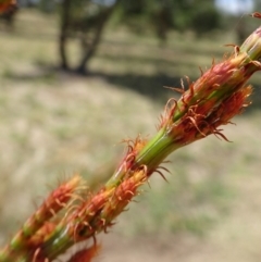 Allocasuarina luehmannii at Molonglo Valley, ACT - 1 Feb 2018 11:45 AM