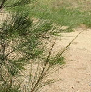 Allocasuarina luehmannii at Molonglo Valley, ACT - 1 Feb 2018 11:45 AM