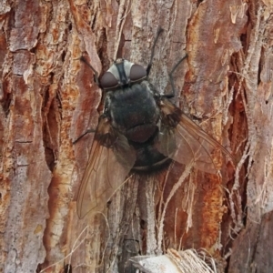 Rutilia (Donovanius) sp. (genus & subgenus) at Molonglo Valley, ACT - 22 Feb 2018