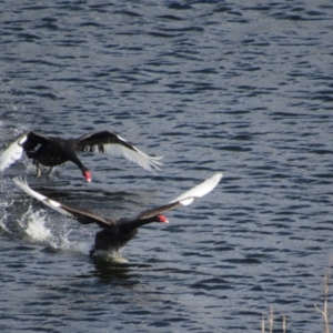 Cygnus atratus at Googong Foreshore - 24 Feb 2018