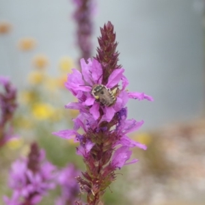 Megachile (Eutricharaea) sp. (genus & subgenus) at Acton, ACT - 22 Feb 2018