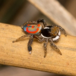 Maratus pavonis at Molonglo River Reserve - suppressed