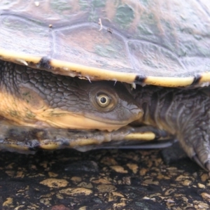 Chelodina longicollis at Fyshwick, ACT - 25 Feb 2018