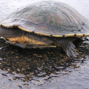 Chelodina longicollis at Fyshwick, ACT - 25 Feb 2018