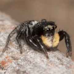 Euophryinae sp.(Undescribed) (subfamily) (A jumping spider) at Canberra Central, ACT - 7 Oct 2017 by UserVvgiSFZK