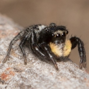 Euophryinae sp.(Undescribed) (subfamily) at Canberra Central, ACT - 7 Oct 2017 01:54 PM