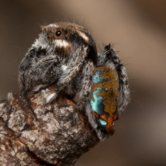 Maratus calcitrans (Kicking peacock spider) at Canberra Central, ACT - 7 Oct 2017 by UserVvgiSFZK