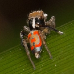 Maratus pavonis (Dunn's peacock spider) at Weston, ACT - 26 Oct 2017 by UserVvgiSFZK