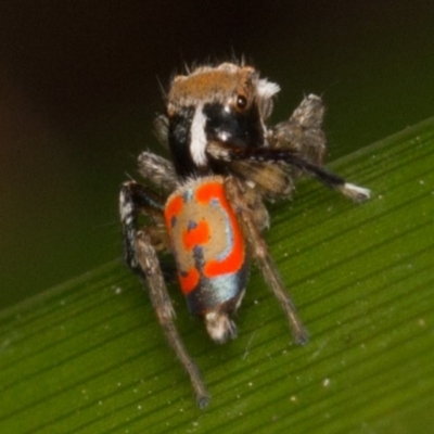 Maratus pavonis (Dunn's peacock spider) at Weston, ACT - 26 Oct 2017 by UserVvgiSFZK