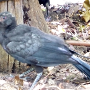 Corcorax melanorhamphos at Hughes, ACT - 24 Feb 2018 02:25 PM