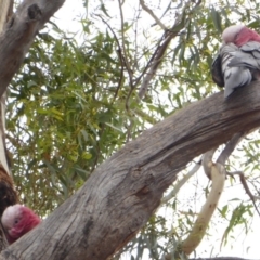 Eolophus roseicapilla (Galah) at Hughes, ACT - 22 Feb 2018 by JackyF