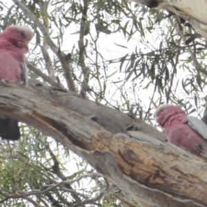 Eolophus roseicapilla at Hughes, ACT - 22 Feb 2018