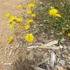 Podolepis jaceoides (Showy Copper-wire Daisy) at Sth Tablelands Ecosystem Park - 29 Jan 2018 by AndyRussell