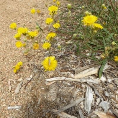 Podolepis jaceoides (Showy Copper-wire Daisy) at Molonglo Valley, ACT - 29 Jan 2018 by AndyRussell