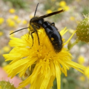 Laeviscolia frontalis at Molonglo Valley, ACT - 30 Jan 2018