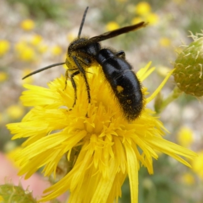 Laeviscolia frontalis (Two-spot hairy flower wasp) at Sth Tablelands Ecosystem Park - 30 Jan 2018 by AndyRussell