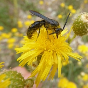 Laeviscolia frontalis at Molonglo Valley, ACT - 30 Jan 2018