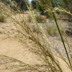 Austrostipa verticillata (Slender Bamboo Grass) at Molonglo Valley, ACT - 1 Feb 2018 by AndyRussell