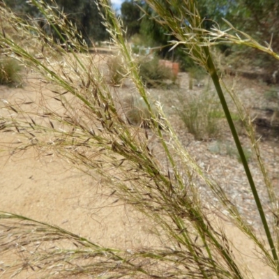 Austrostipa verticillata (Slender Bamboo Grass) at Molonglo Valley, ACT - 1 Feb 2018 by AndyRussell