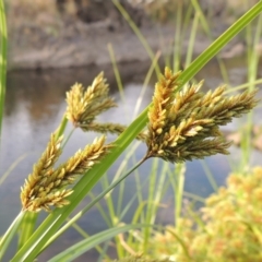 Cyperus exaltatus (Tall Flat-sedge, Giant Sedge) at Coombs, ACT - 26 Jan 2018 by MichaelBedingfield