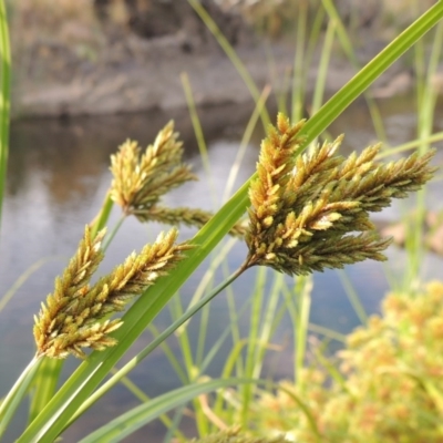 Cyperus exaltatus (Tall Flat-sedge, Giant Sedge) at Coombs, ACT - 26 Jan 2018 by michaelb