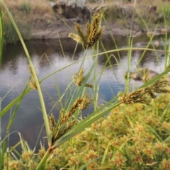 Cyperus exaltatus at Molonglo River Reserve - 26 Jan 2018