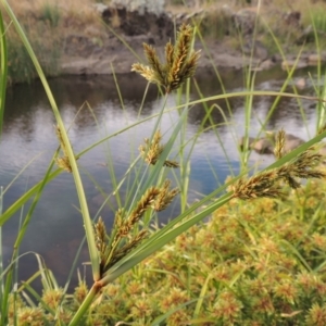 Cyperus exaltatus at Molonglo River Reserve - 26 Jan 2018