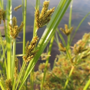 Cyperus exaltatus at Molonglo River Reserve - 26 Jan 2018 07:58 PM