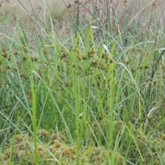 Cyperus exaltatus at Molonglo River Reserve - 26 Jan 2018 07:58 PM