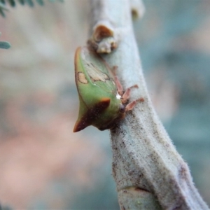 Sextius virescens at Belconnen, ACT - 23 Feb 2018 07:33 AM