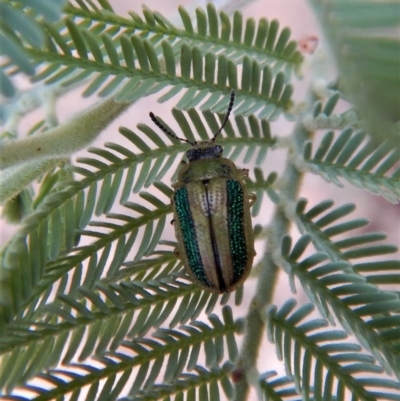 Calomela vittata (Acacia leaf beetle) at Belconnen, ACT - 22 Feb 2018 by CathB