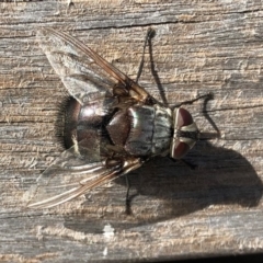 Rutilia (Donovanius) sp. (genus & subgenus) (A Bristle Fly) at National Arboretum Forests - 19 Feb 2018 by AndyRussell