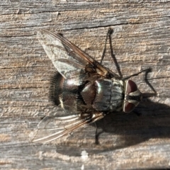 Rutilia (Donovanius) sp. (genus & subgenus) at Molonglo Valley, ACT - 20 Feb 2018 10:22 AM